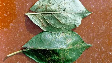 Rouille du prunier